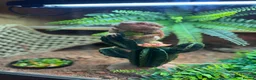 Bearded Dragon reptiles for sale: Bearded dragon looking for a forever home - Advert 1