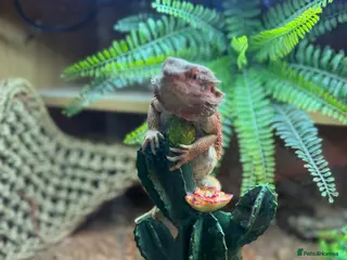 Bearded Dragon reptiles Bearded dragon looking for a forever home - Advert 1