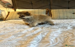 Pomeranian dogs for sale: Full Pomerianians X Small Breed - Image 2