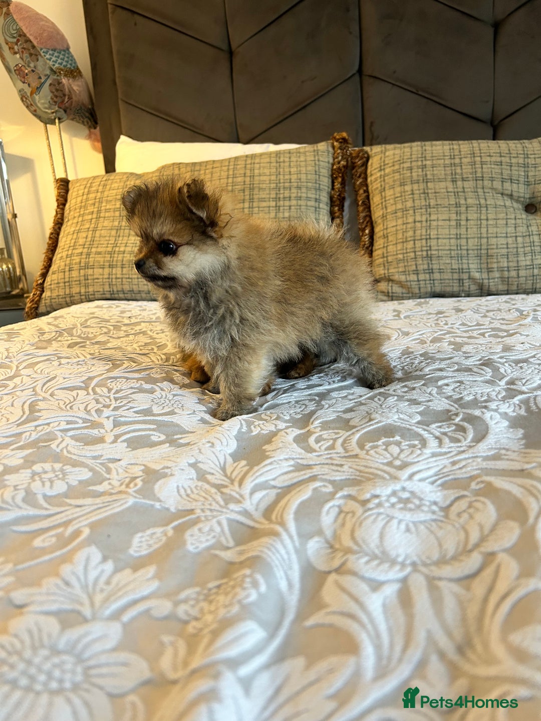 Pomeranian dogs for sale: Full Pomerianians X Small Breed - Image 2