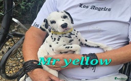Dalmatian dogs for sale: Dalmatian puppies Ready now - Image 2