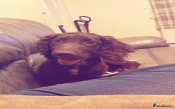 Cocker Spaniel dogs for sale: Cocker Spaniels for rehoming  - Advert 3