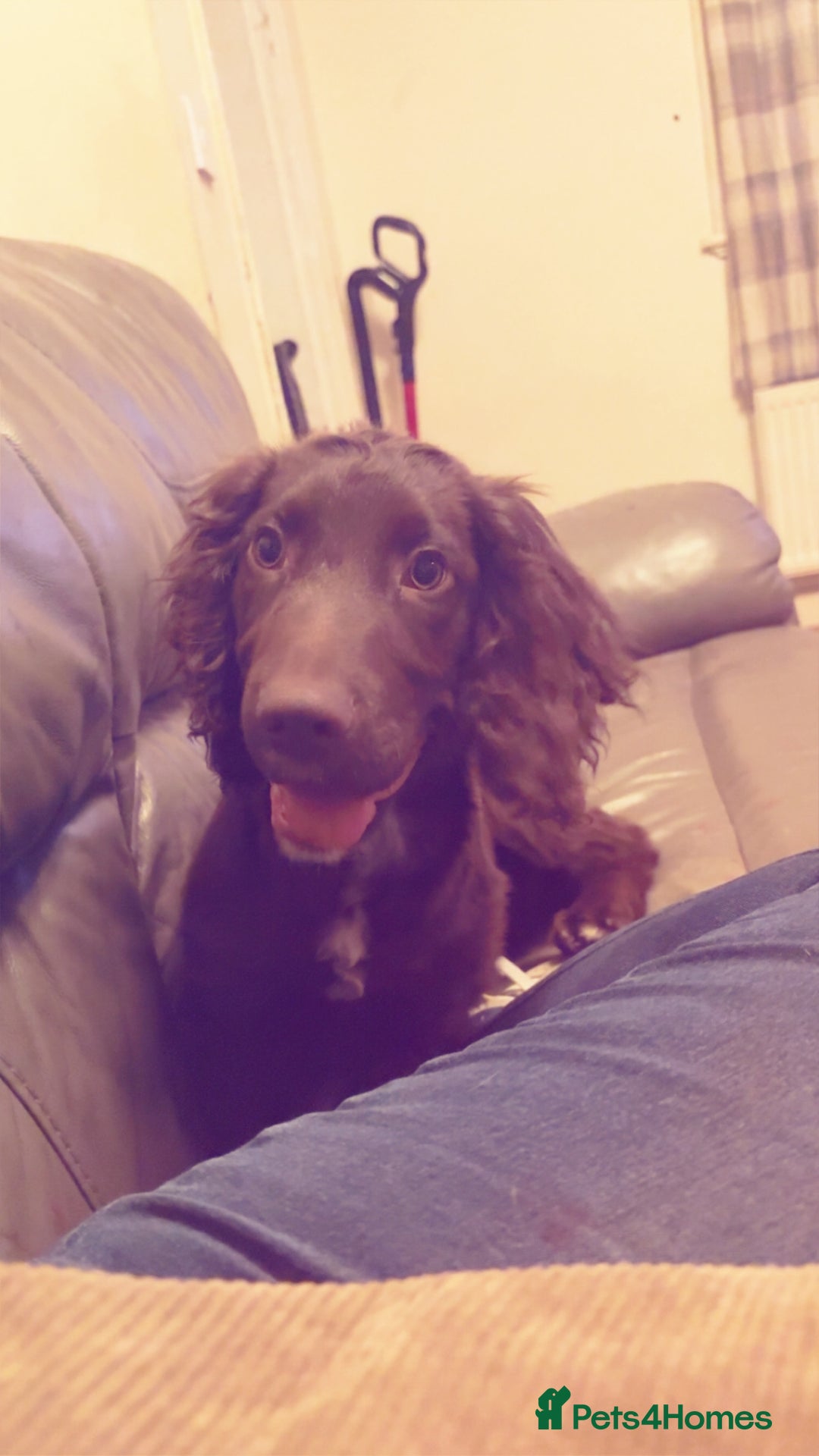 Cocker Spaniel dogs for sale: Cocker Spaniels for rehoming  - Advert 3