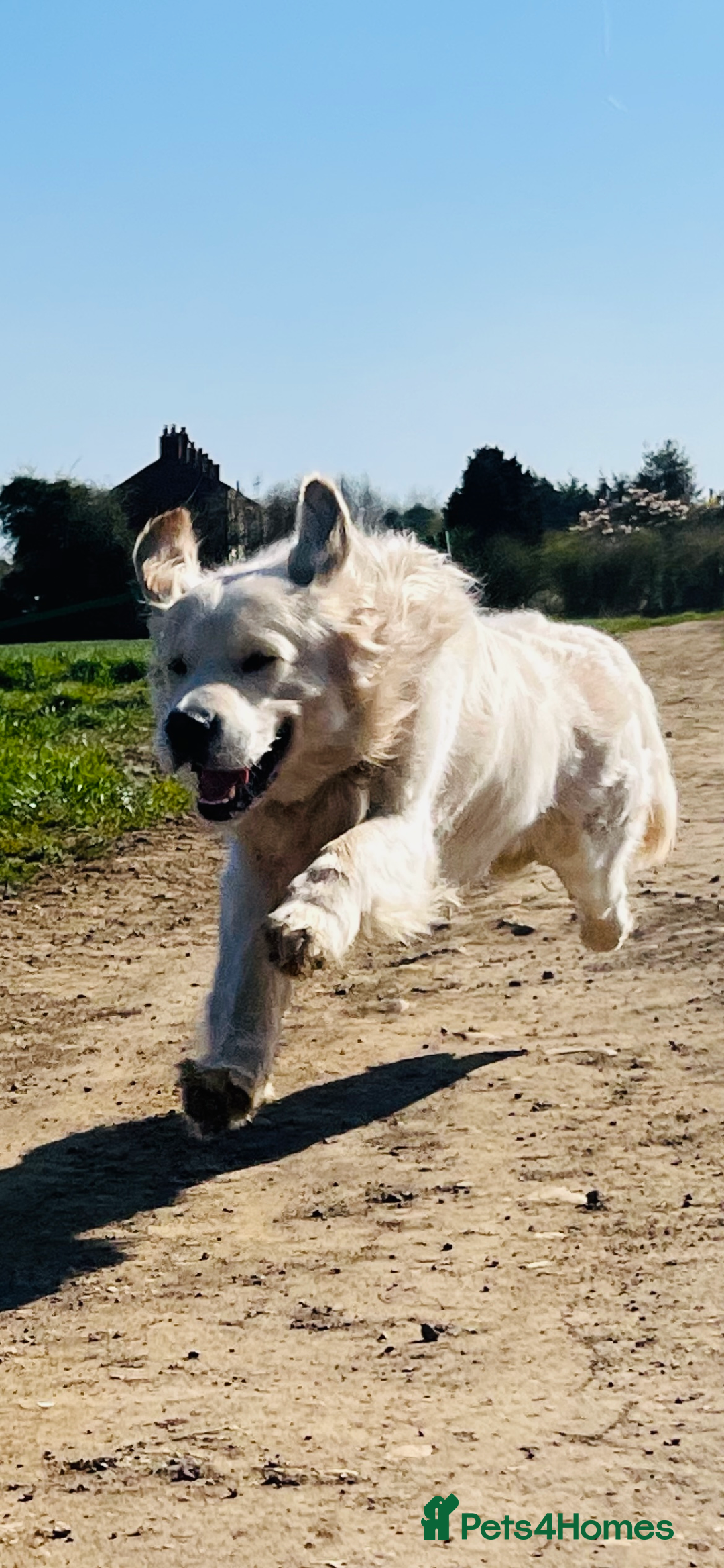 Golden Retriever dogs for stud: Handsome k.c Registered Golden retriever For Stud  in Knottingley - Image 11