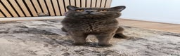 Mixed Breed cats for sale: Mixed breed - BSH x Scottish fold male - Advert 4