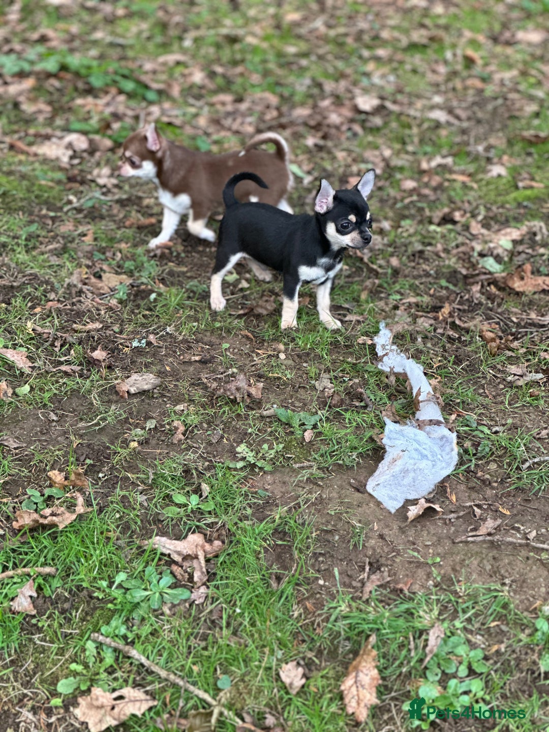 Chihuahua dogs for sale: KC Chihuahuas 🇬🇧 bloodline 5 🌟 - Advert 8