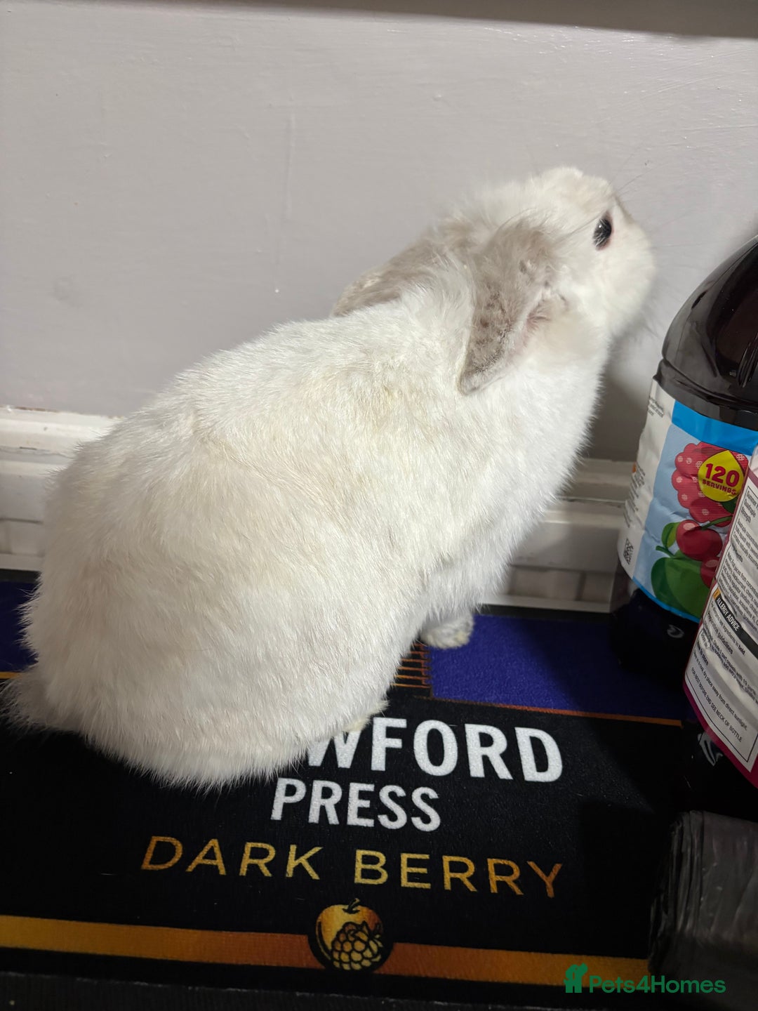 Mini Lion Lop rabbits for sale: 1 year old rabbits  - Advert 3