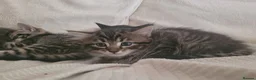 Mixed Breed cats for sale: Adorable Kittens Looking for Loving Homes - Advert 12