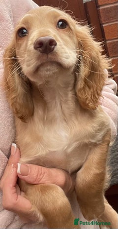 Cocker Spaniel dogs KC Full Pedigree Cocker Spaniel Available ⭐️ - Advert 5