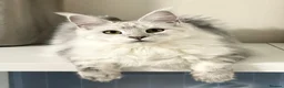 Maine Coon cats for sale: 🐾💠 *TICA REG* SILVER MAINE COON KITTENS 💠🐾 - Advert 20
