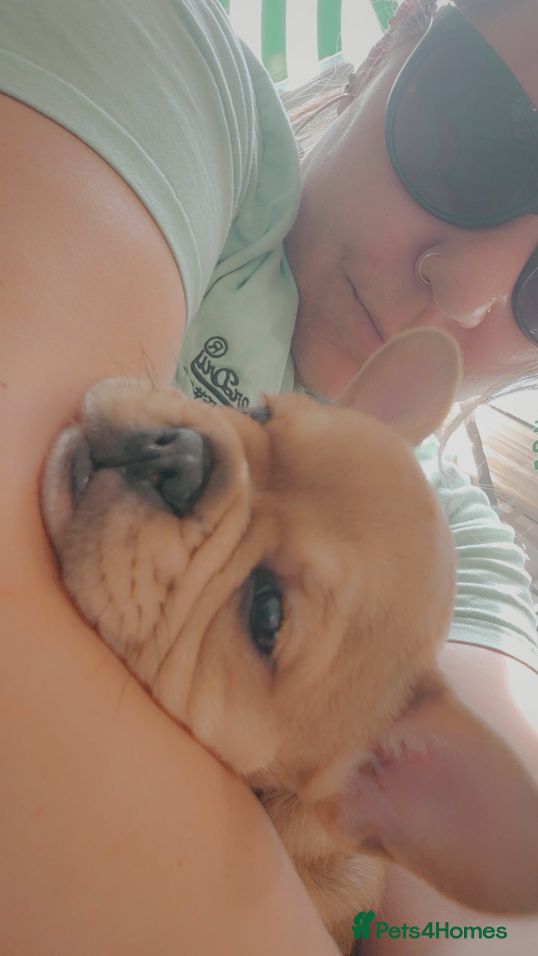 Mixed Breed dogs for sale: 6 Month old girl Frenchie. - Advert 2