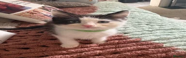 Ragdoll 1