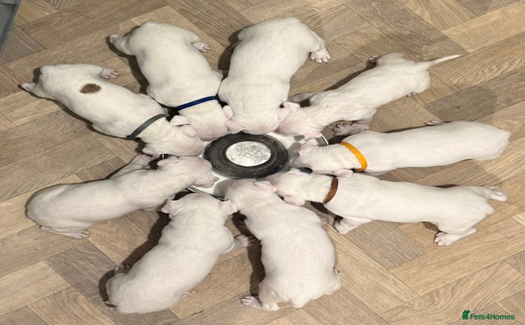 English Bull Terrier dogs - Advert 1