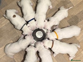 English Bull Terrier dogs - Advert 1