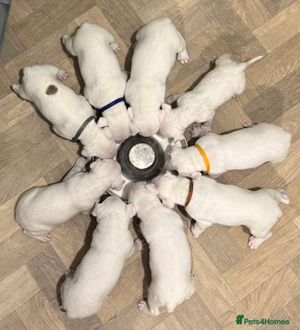 English Bull Terrier dogs - Advert 1