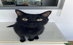 Mixed Breed cats for sale: Loving 4 Year Old Cat Looking for a Forever Home - Image 2