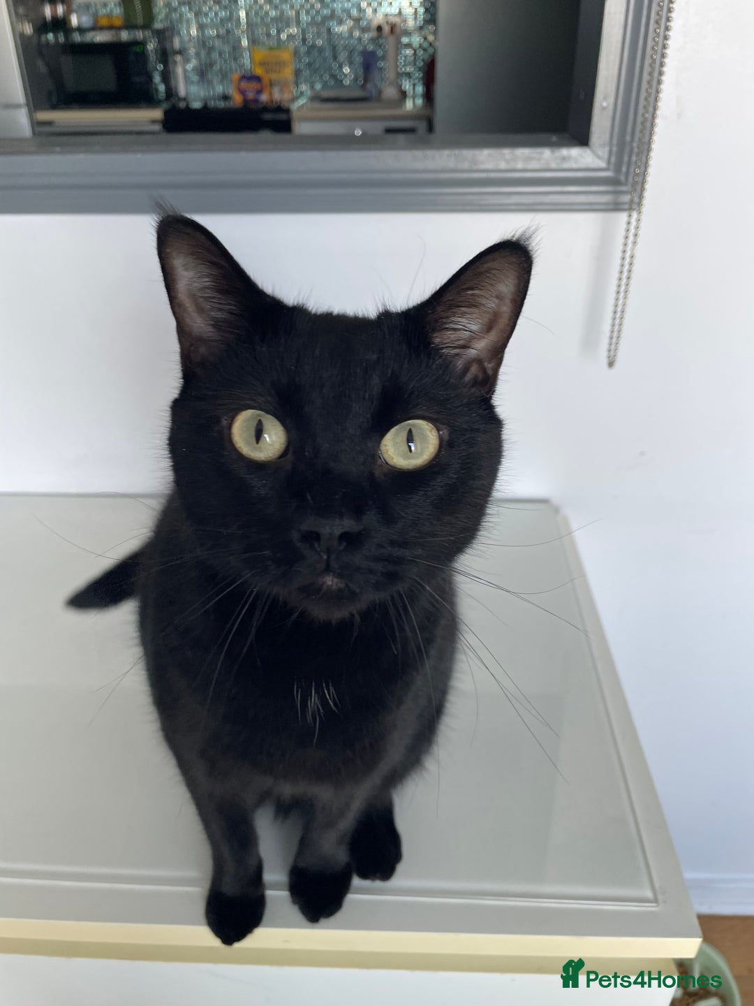 Mixed Breed cats for sale: Loving 4 Year Old Cat Looking for a Forever Home - Image 2