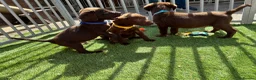 Labrador Retriever dogs for sale: Kc chocolate  male ready now fully  vac  - Advert 4