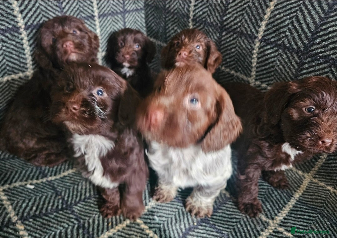 Cockapoo dogs for sale: Cockerapoo puppies F1 - Advert 20