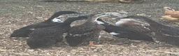 Ducks poultry for sale: Runner Ducklings for sale - Advert 3