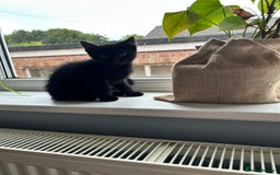Norwegian Forest Cat cats for sale: Norwegian forest x kittens - Image 3