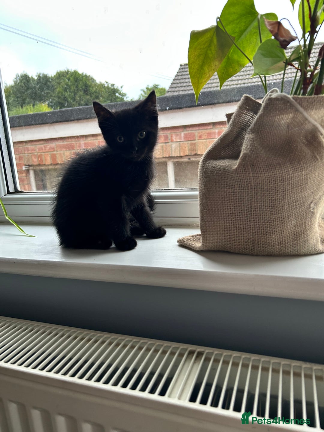 Norwegian Forest Cat cats for sale: Norwegian forest x kittens - Image 3