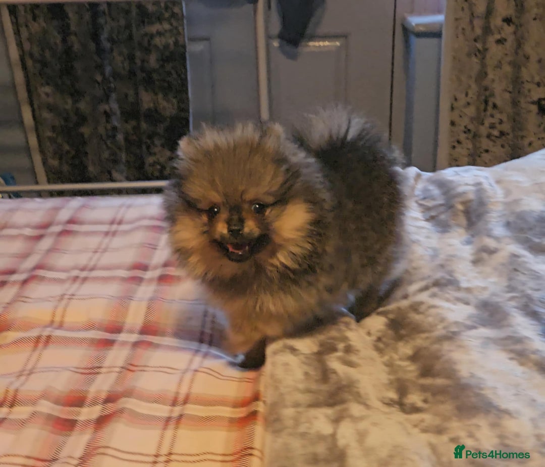 Pomeranian dogs for sale: READY NOW FULLY VACCINATED KC POMERANIAN PUPPY - Image 8