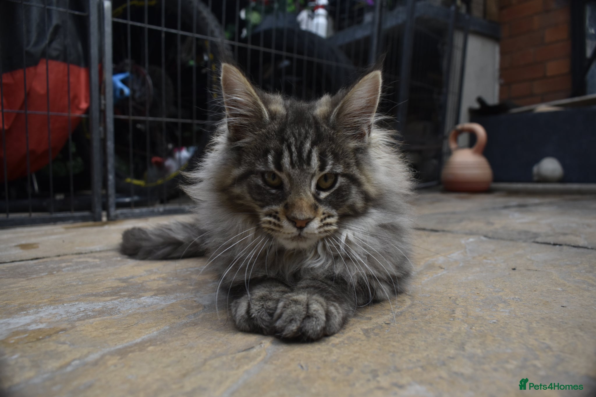 Maine Coon cats Gorgeous Champion Bloodline Maine Coon Kittens - Advert 1