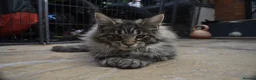 Maine Coon cats for sale: Gorgeous Champion Bloodline Maine Coon Kittens - Advert 1