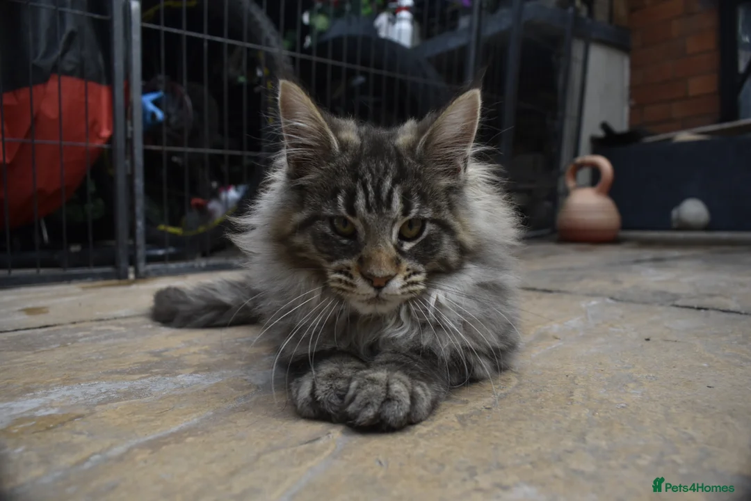 Maine Coon cats for sale: Gorgeous Champion Bloodline Maine Coon Kittens - Advert 1