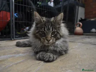 Maine Coon cats for sale: Gorgeous Champion Bloodline Maine Coon Kittens - Advert 1