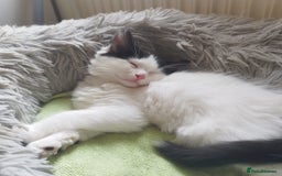 Ragdoll cats for sale: 5 ADORABLE RAGDOLL X KITTENS FOR SALE - Image 26