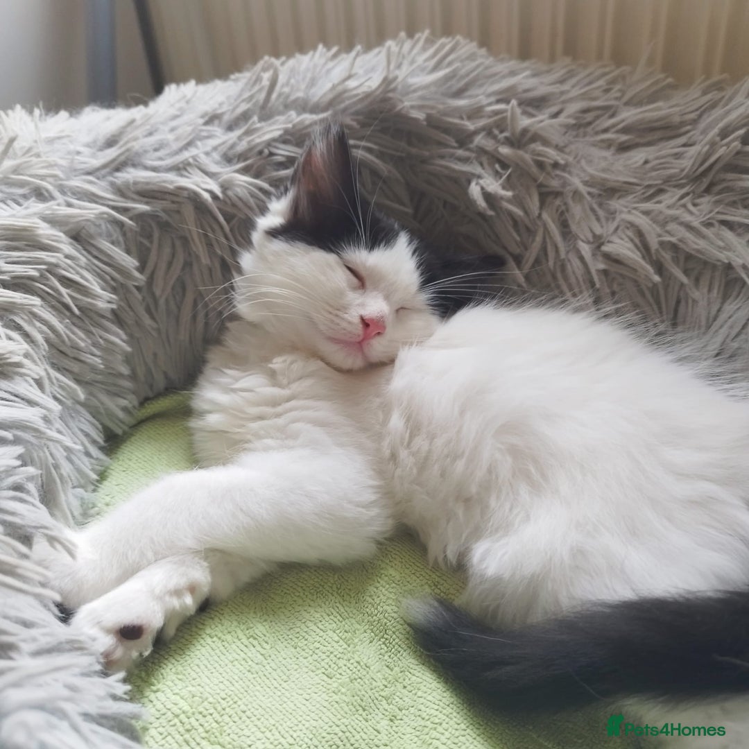 Ragdoll cats for sale: 5 ADORABLE RAGDOLL X KITTENS FOR SALE - Image 26