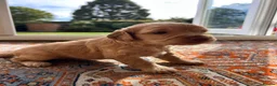 Cockapoo dogs for sale: Beautiful F1xF2 Cockapoo Puppies-Loving home £1400 in Colyton - Advert 30