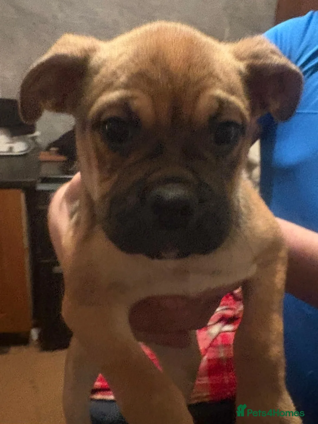 Mixed Breed dogs for sale: Five Frencie Cross Pug Puppies For Sale in Chesterfield - Advert 1