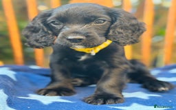 Cocker Spaniel dogs for sale: KC working cocker spaniel puppies - Image 12
