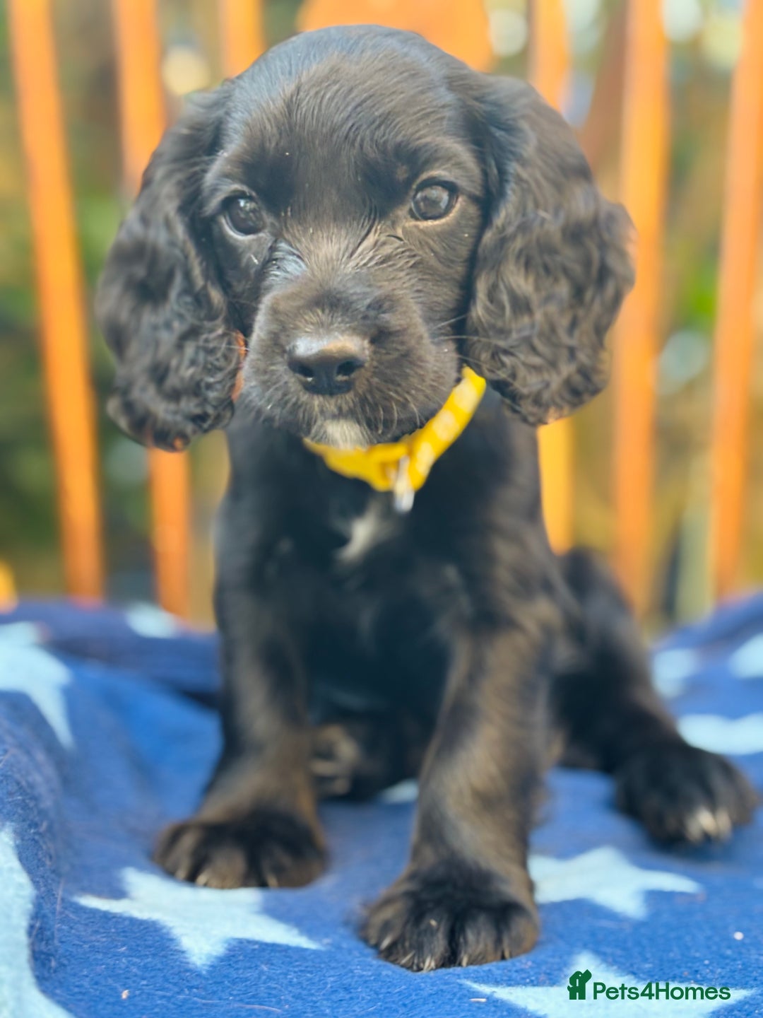 Cocker Spaniel dogs for sale: KC working cocker spaniel puppies - Image 12
