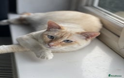 Siamese cats for sale: Ariel - Rescue Siamese - Image 1