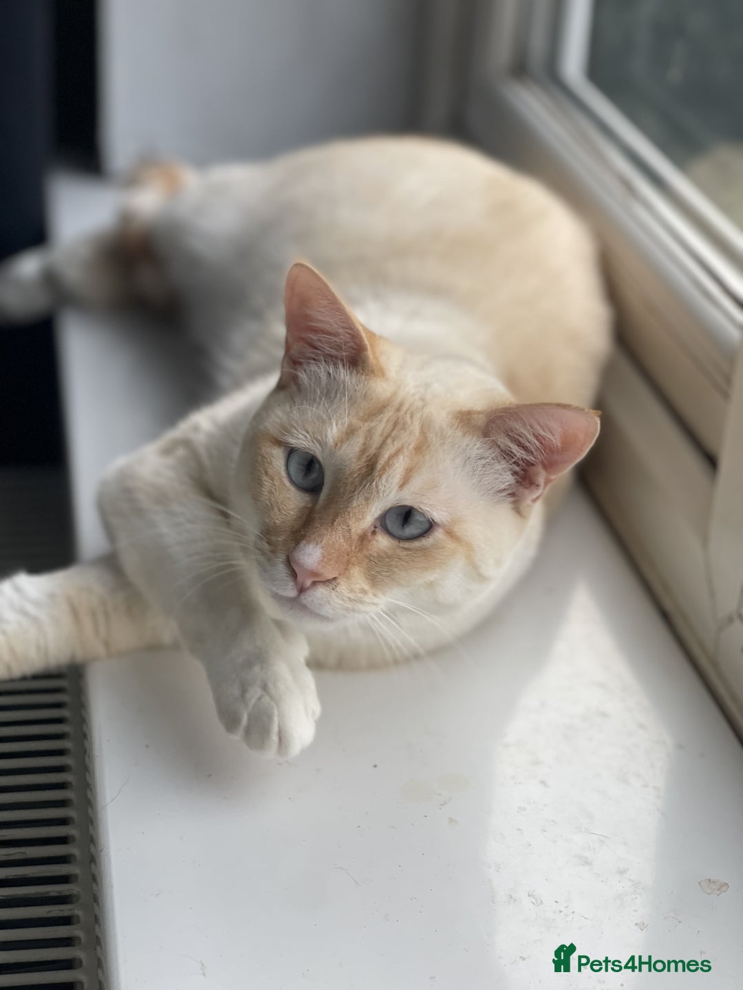Siamese cats for sale: Ariel - Rescue Siamese - Image 1