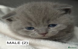 British Shorthair cats for sale: PURE BREED BRITISH SHORTHAIR KITTENS AVAILABLE 😸  - Image 5
