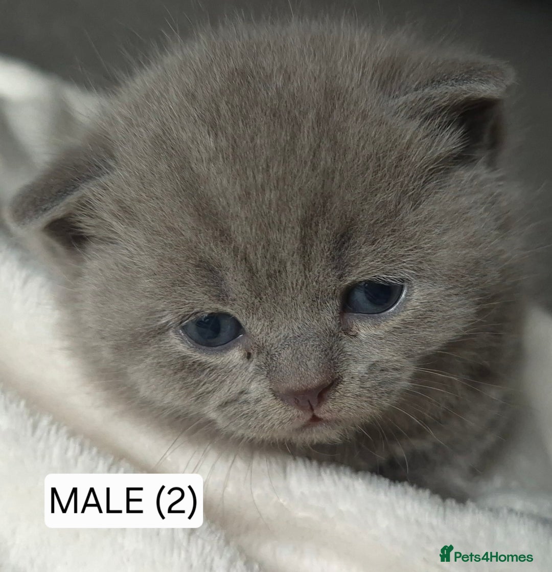 British Shorthair cats for sale: PURE BREED BRITISH SHORTHAIR KITTENS AVAILABLE 😸  - Image 5