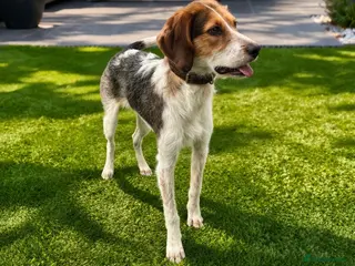 Bocker dogs Cocker spaniel / beagle - Advert 1