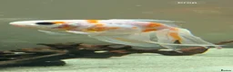 Fancy Goldfish fish for sale: Fancy Goldfish for sale in Southampton - Advert 5