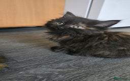 LaPerm cats for sale: 8 Laperm mix kittens, curly & long-haired - Advert 4