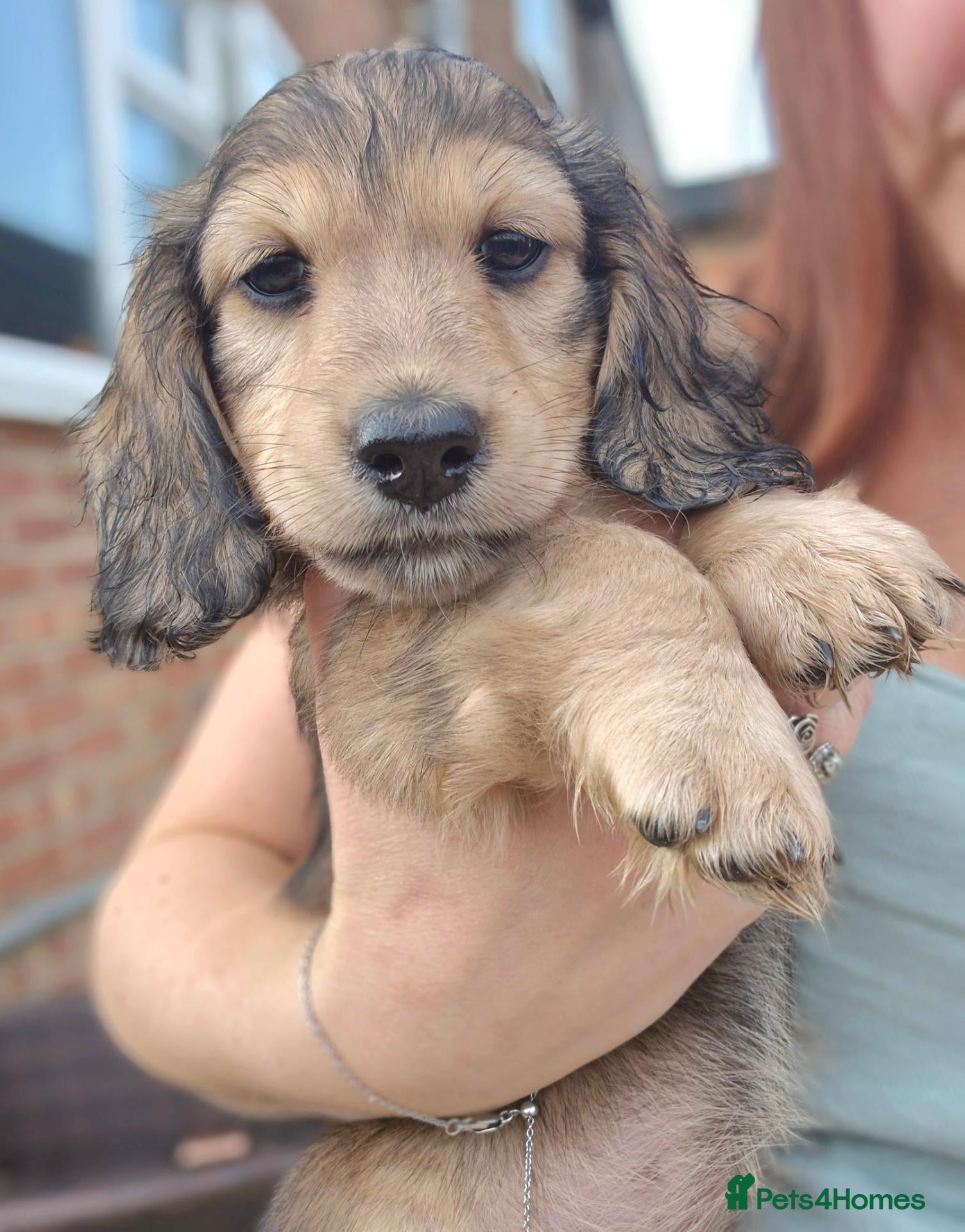 Miniature Dachshund dogs KC Long Haired Mini Dachshund Puppies  - Advert 17