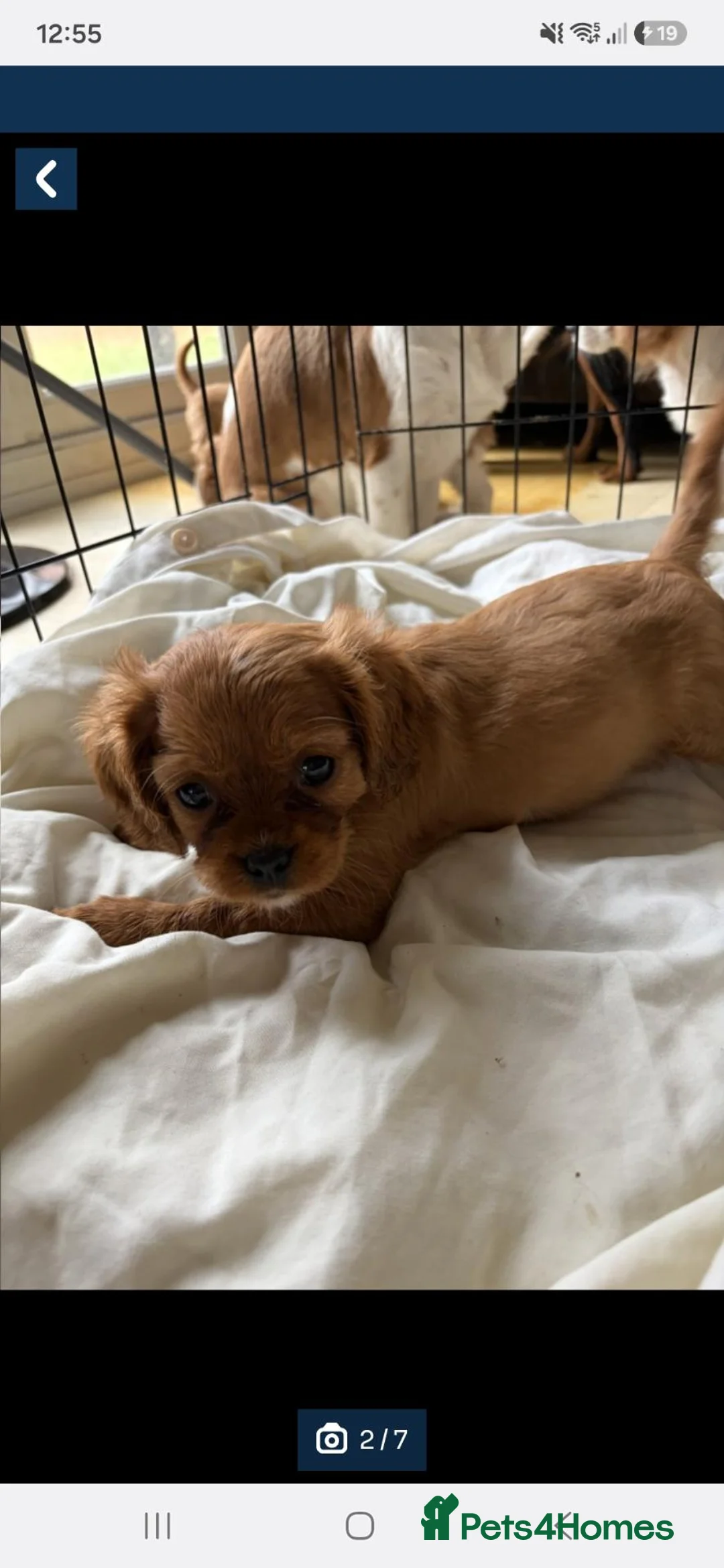 Cavalier King Charles Spaniel dogs for sale: 6 Cavalier King Charles Spaniels in Wigan - Advert 14