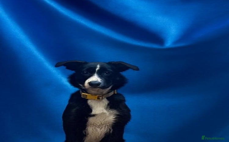Border Collie dogs - Advert 18