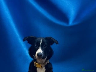 Border Collie dogs - Advert 12