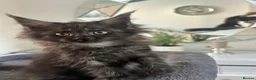 Maine Coon cats for sale: 2 females left ready now  - Advert 5