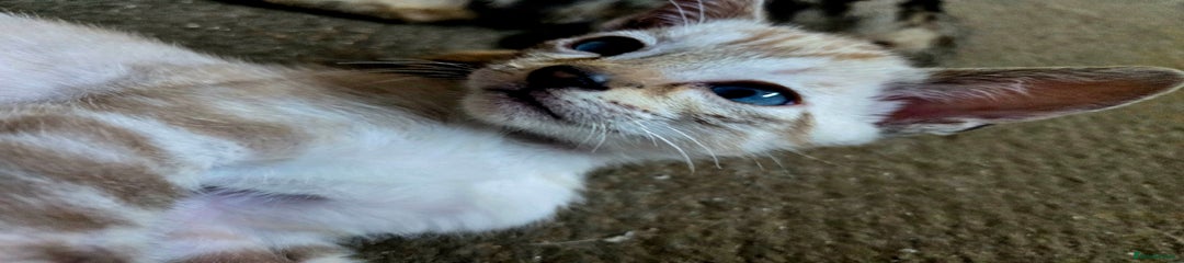 Siamese Kitten 3